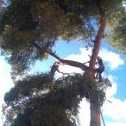 Xpertos persona podando árbol